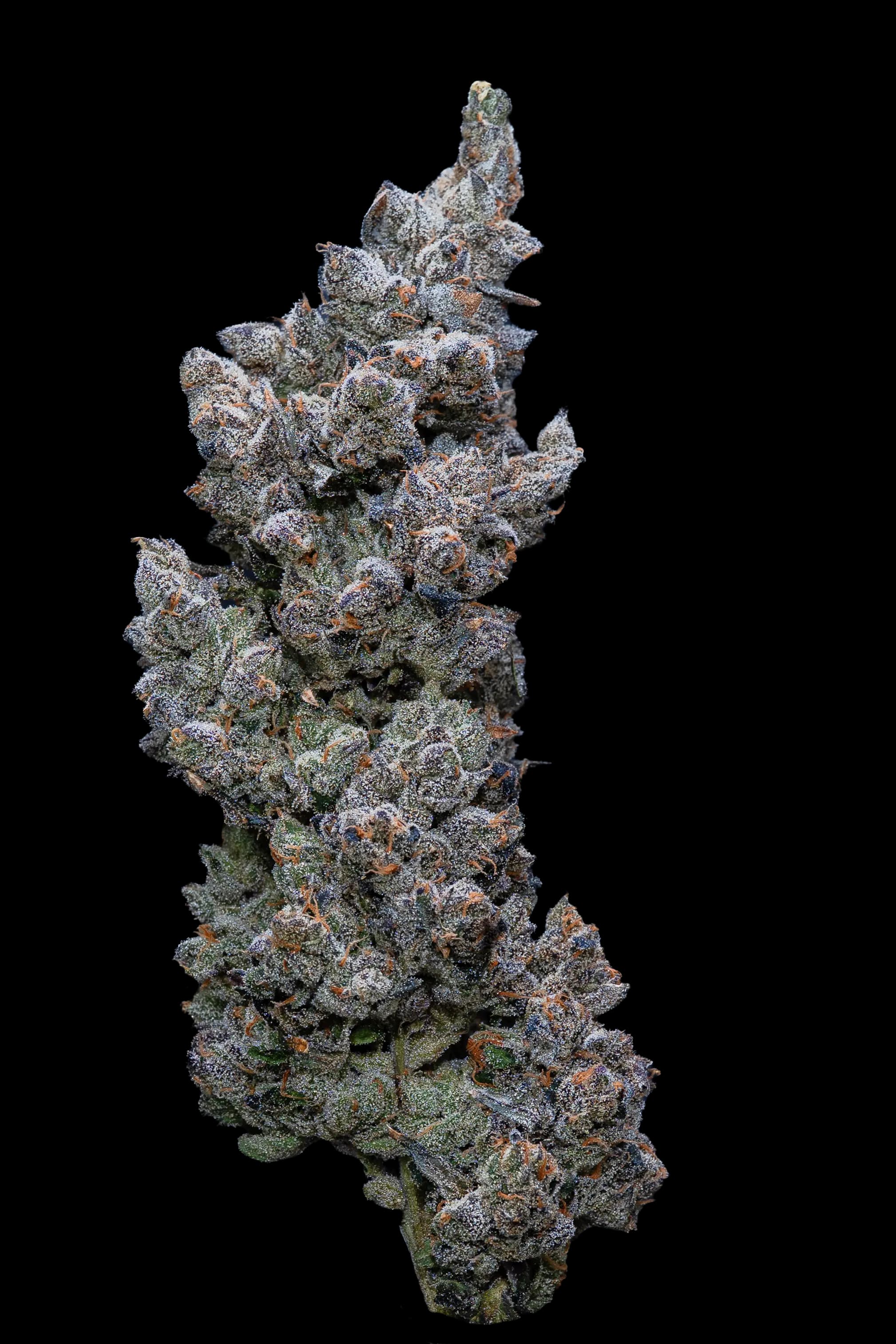 30/1 IUVO SQ Apples & Bananas