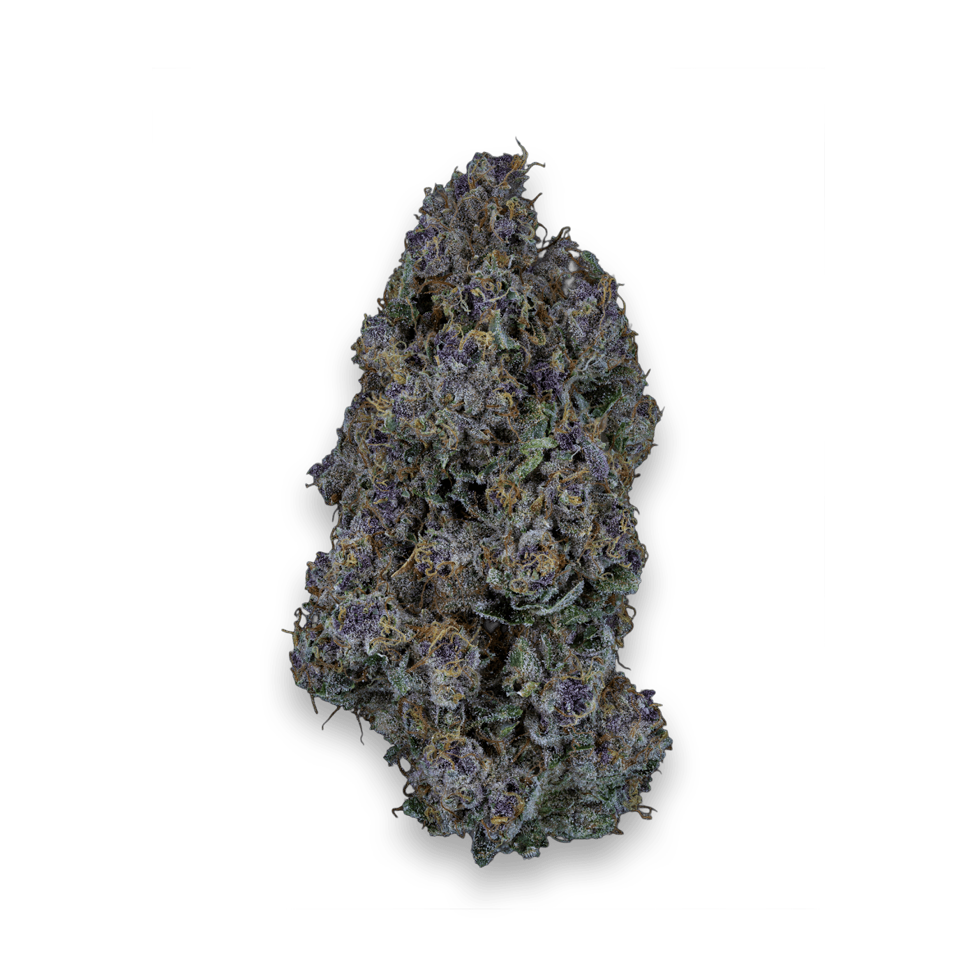 24/1 IUVO OC Triangle Queen