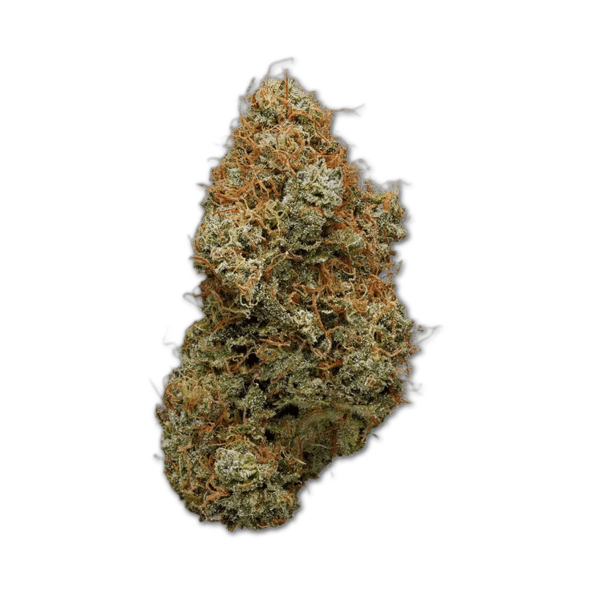 20/1 IUVO OC Afghani Bullrider