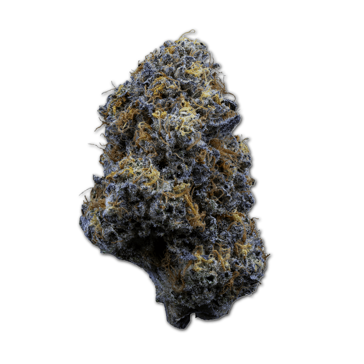 24/1 IUVO OC Fiestaz