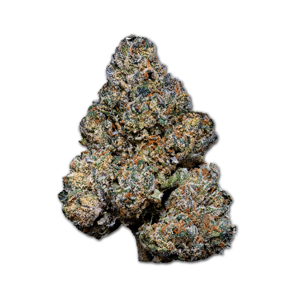 24/1 Amici GB Godberry