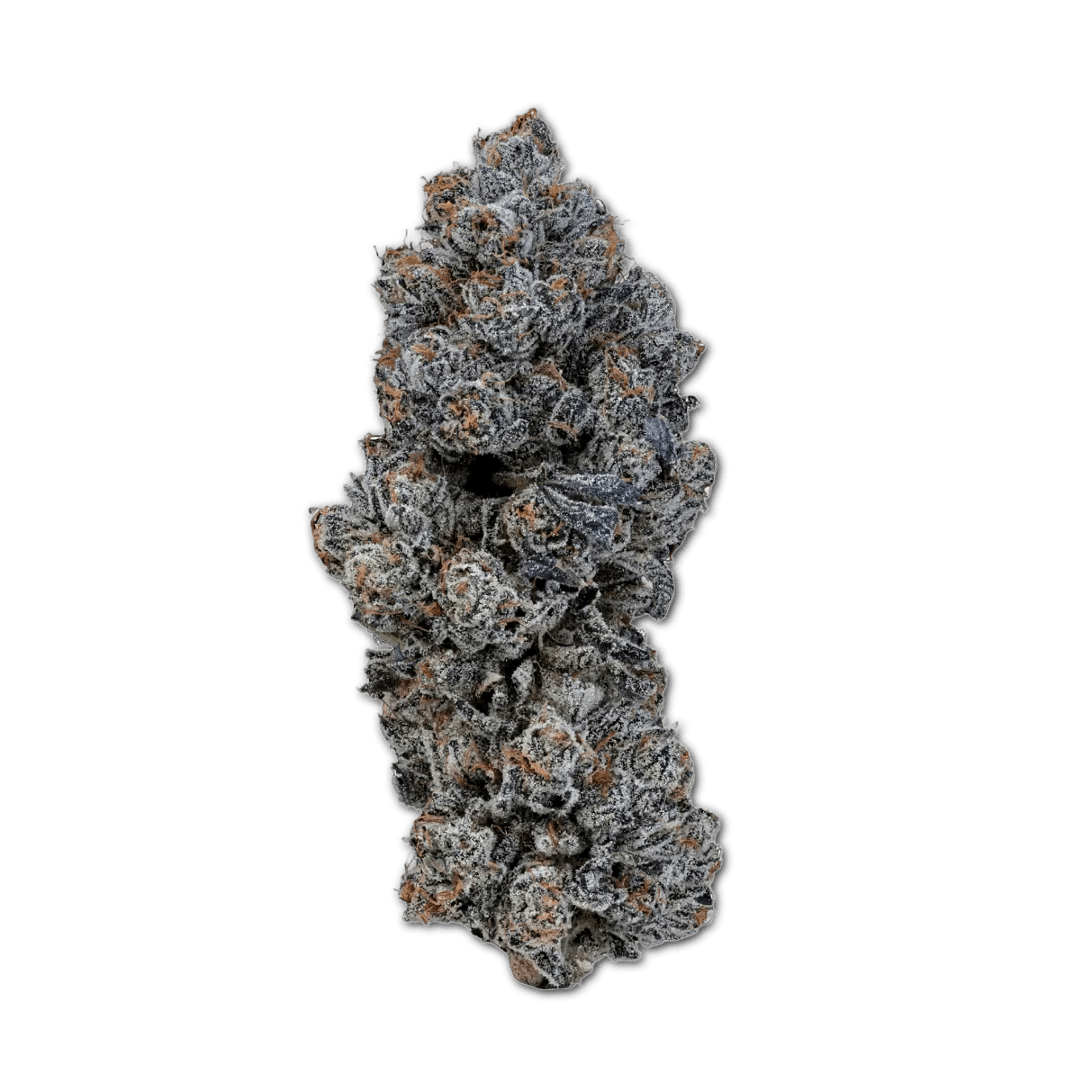 24/1 IUVO OC Neutronium