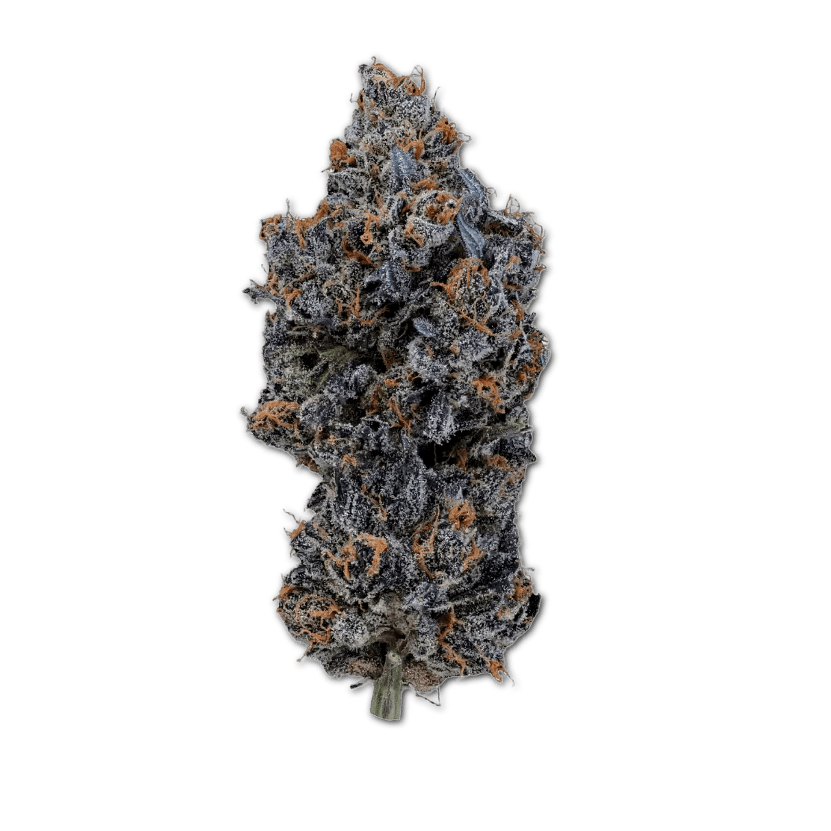 20/1 IUVO OC Temptation