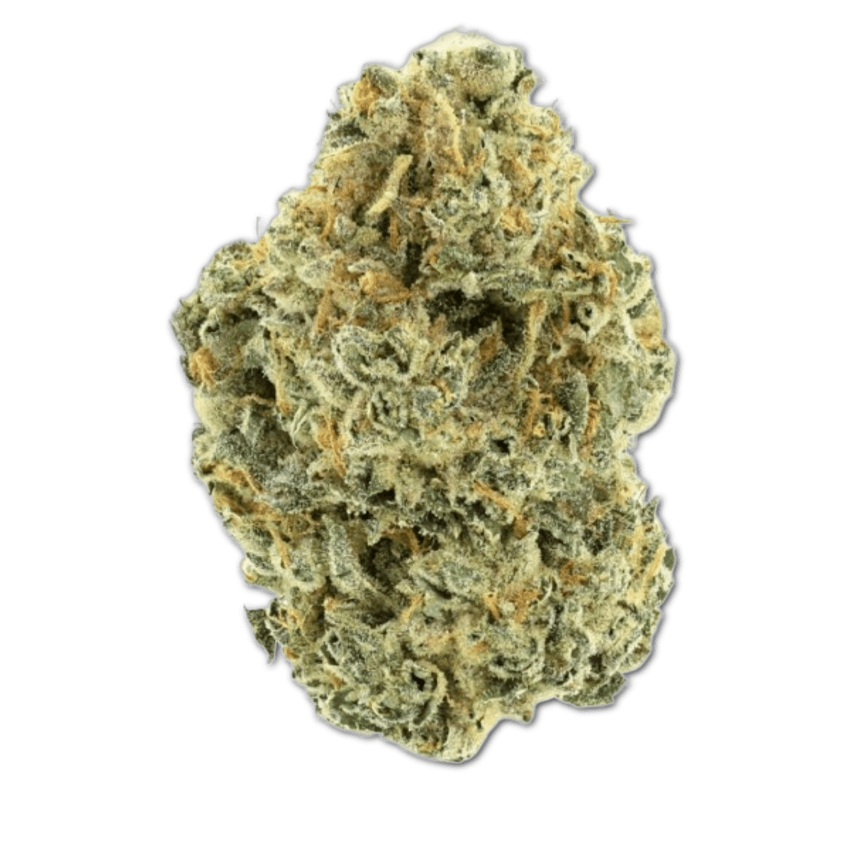 30/1 Amici TR Tropical Reign